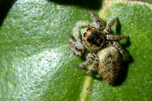 Carrhotus xanthogramma