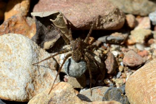 Pardosa sp.