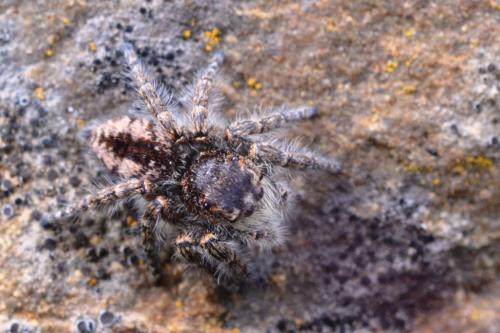 Philaeus chrysops