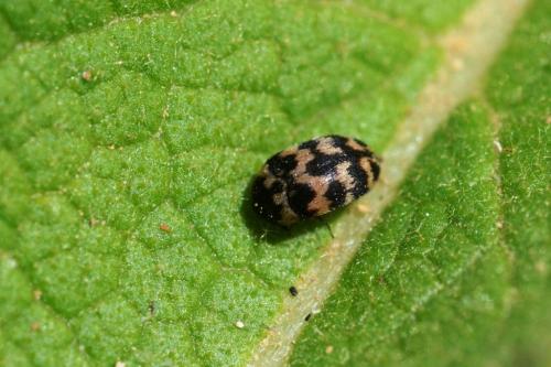 Attagenus trifasciatus