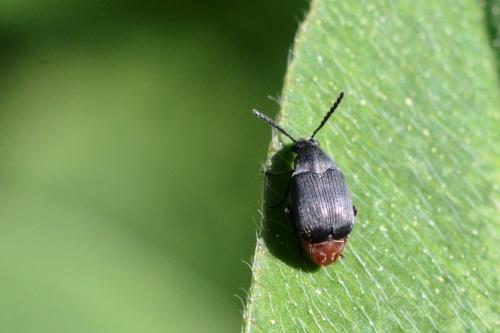 Bruchidius siliquastri