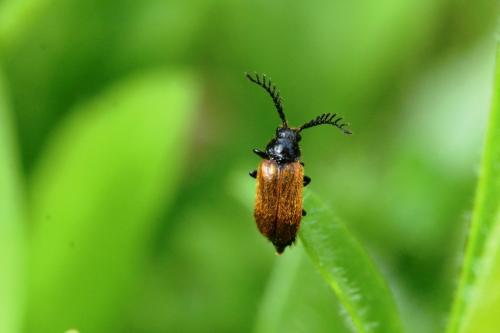 Drilus flavescens
