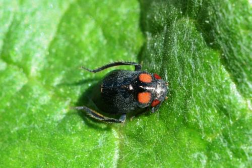 Penthimia nigra