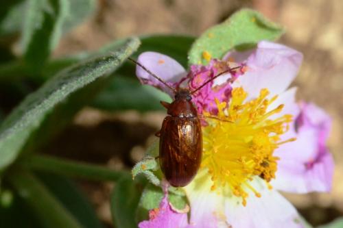 Gonodera luperus