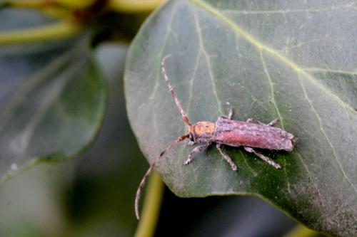 Deroplia genei