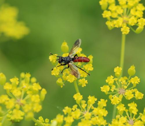 Cylindromyia bicolor