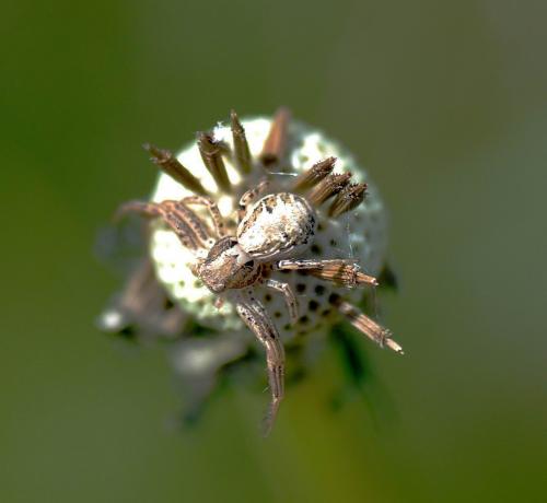 Xysticus sp.