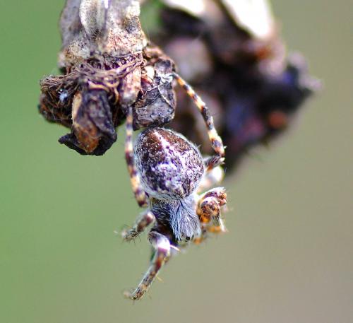 Agalenatea redii