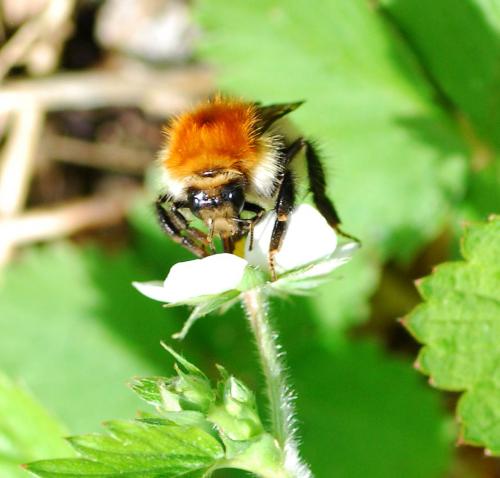 Bombus pascuorum
