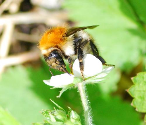 Réf. 84 417 : Bombus pascuorum