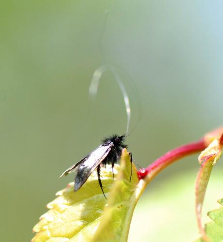 Adela reaumurella