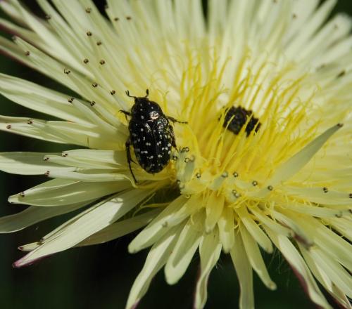 Oxythyrea funesta