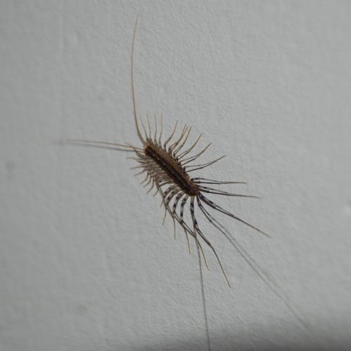 Réf. 84 837 : Scutigera coleoptrata