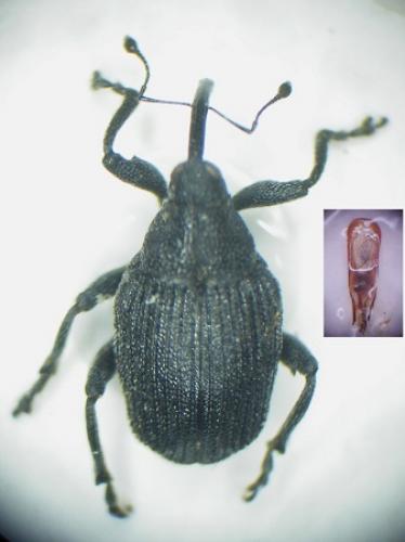 Ceutorhynchus roberti