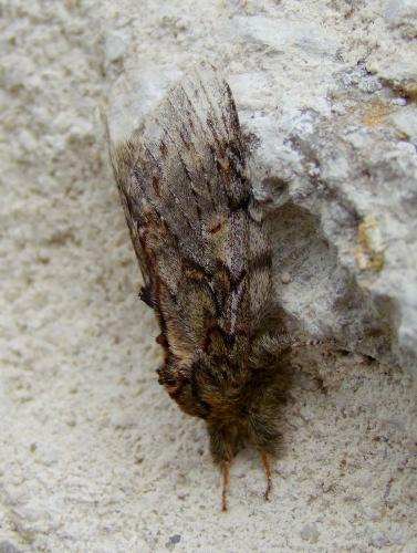 Peridea anceps