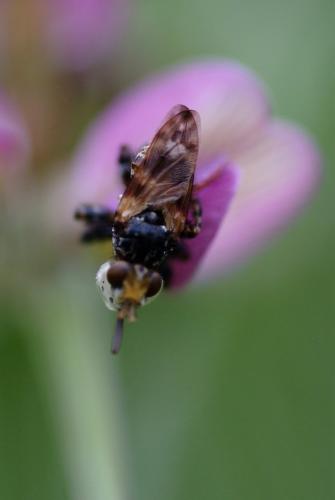 Myopa picta