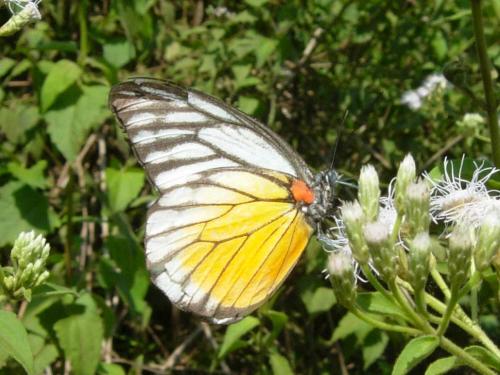 Réf. 84 375 : Prioneris sp.