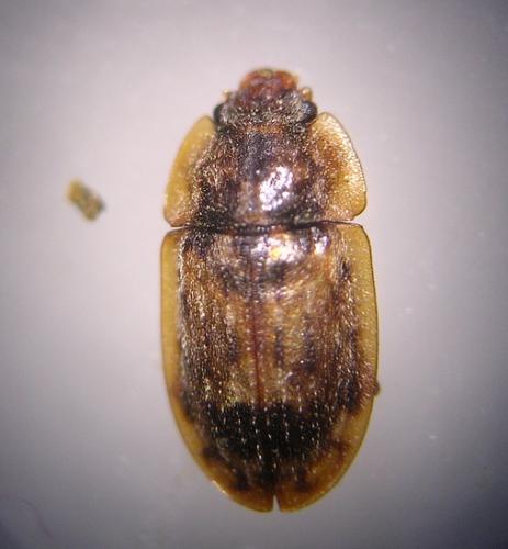 Réf. 84 318 : Soronia grisea