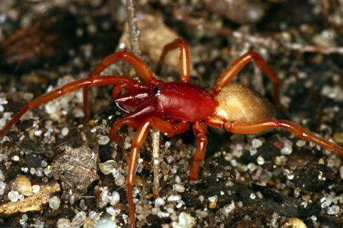 Réf. 84 671 : Dysdera sp.