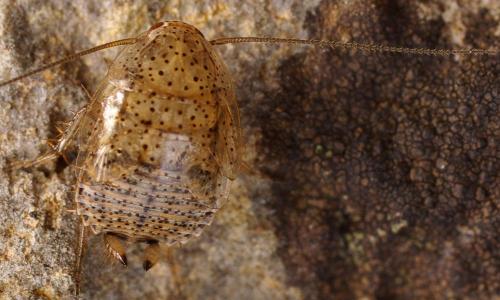 Ectobius pallidus