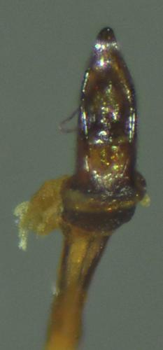 Réf. 84 468 : Dichotrachelus pyrenaicus