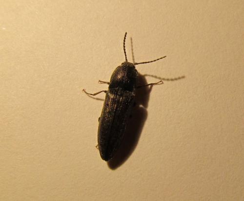 Réf. 84 939 : Cidnopus sp.