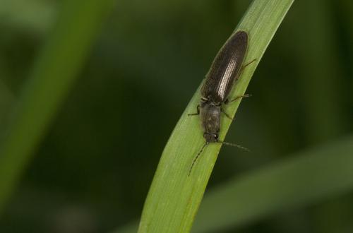 Réf. 84 473 : Athous haemorrhoidalis