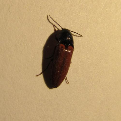 Ampedus sp.