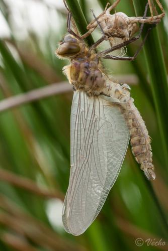 Cordulia aenea