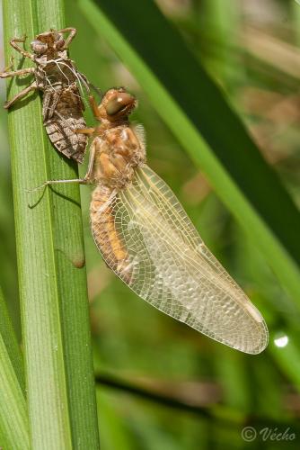 Libellula fulva