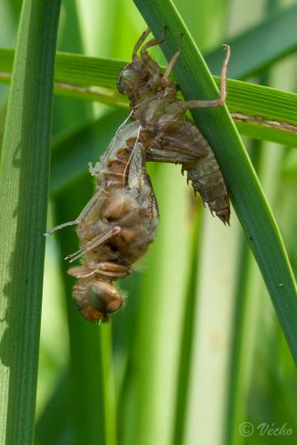 Libellula fulva