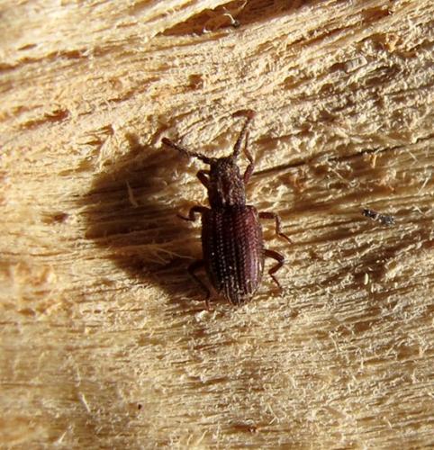 Réf. 84 221 : Rhopalocerus rondanii
