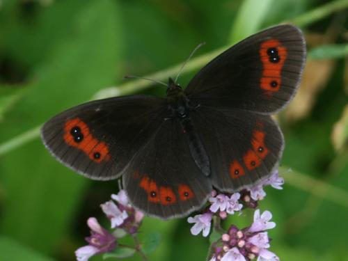 Erebia aethiops