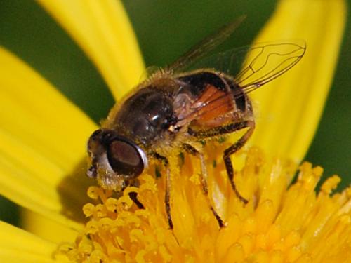 Eristalis arbustorum