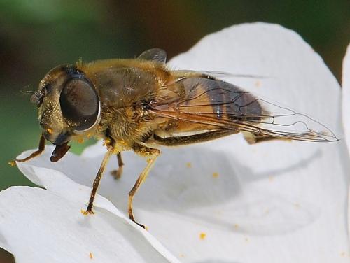 Réf. 84 563 : Eristalis similis
