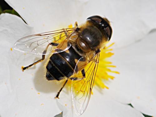 Réf. 84 621 : Eristalis similis