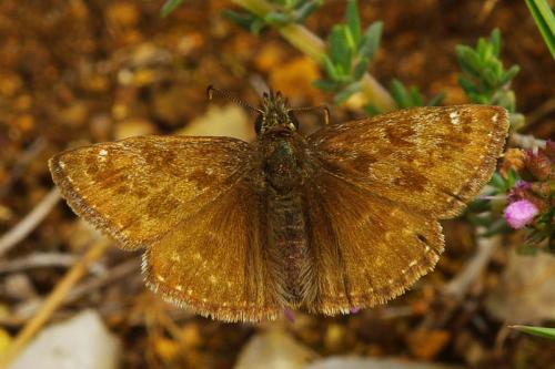 Réf. 84 413 : Erynnis tages