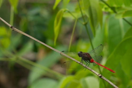 Réf. 84 569 : Erythemis haematogastra