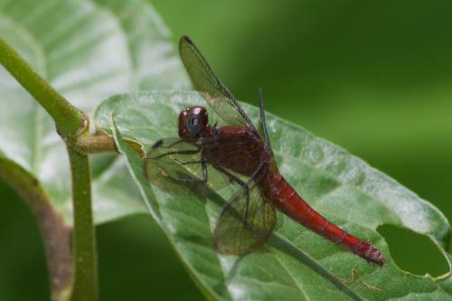Réf. 84 960 : Erythrodiplax sp.