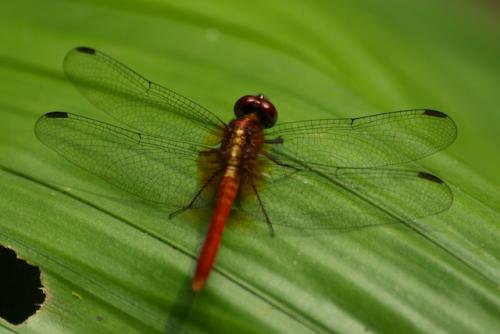 Erythrodiplax sp.
