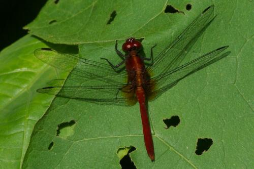 Erythrodiplax sp.
