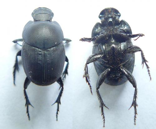 Réf. 84 799 : Euonthophagus gibbosus
