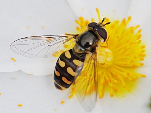 Réf. 84 241 : Eupeodes luniger