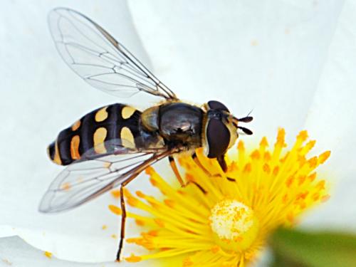 Réf. 84 242 : Eupeodes luniger