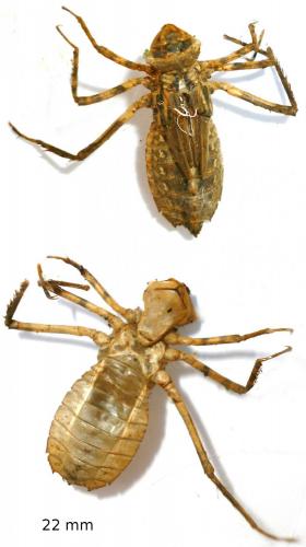 Cordulia aenea