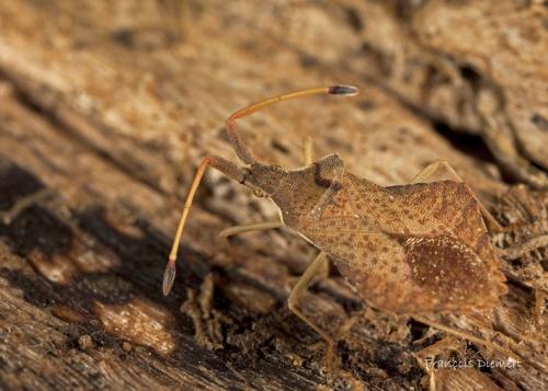 Syromastus rhombeus