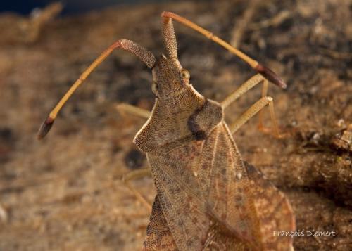 Syromastus rhombeus