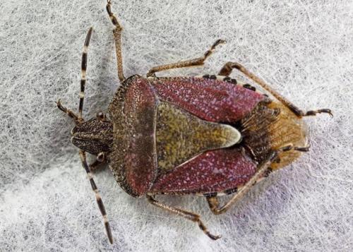 Réf. 84 543 : Dolycoris baccarum