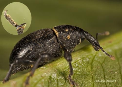 Liparus coronatus