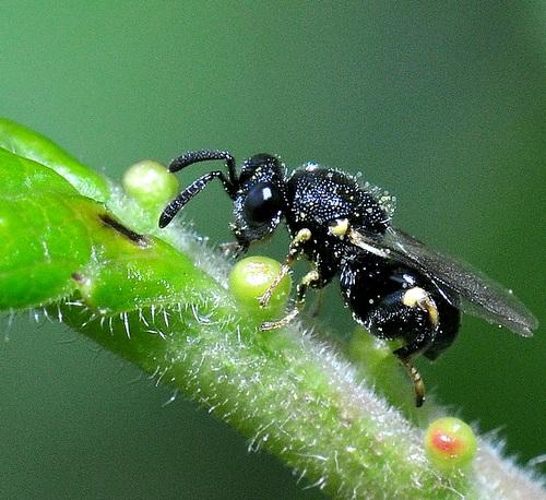 Brachymeria sp.